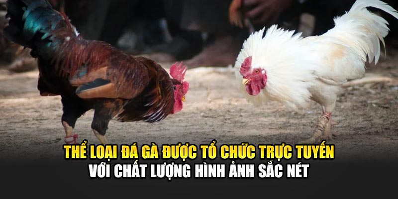 Đá gà 188BET được tổ chức trực tuyến với chất lượng hình ảnh sắc nét