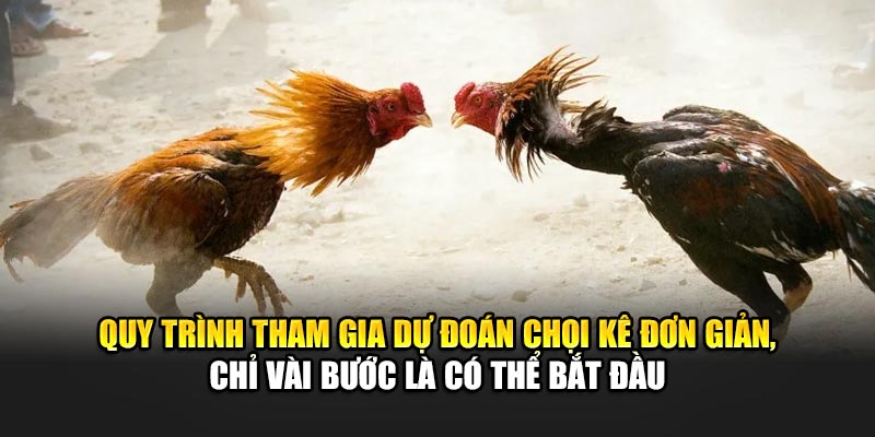 Quy trình tham gia đá gà 188BET đơn giản, chỉ vài bước là có thể bắt đầu