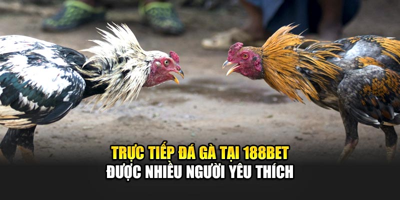 Trực tiếp đá gà 188BET được nhiều người yêu thích